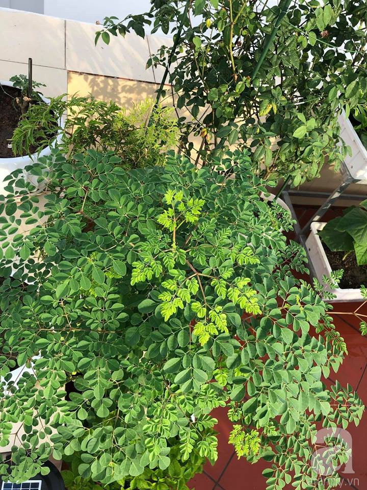 Vườn rau trên sân thượng bạt ngàn rau quả mùa hè của bà mẹ 3 con ở Hải Phòng - Ảnh 18.