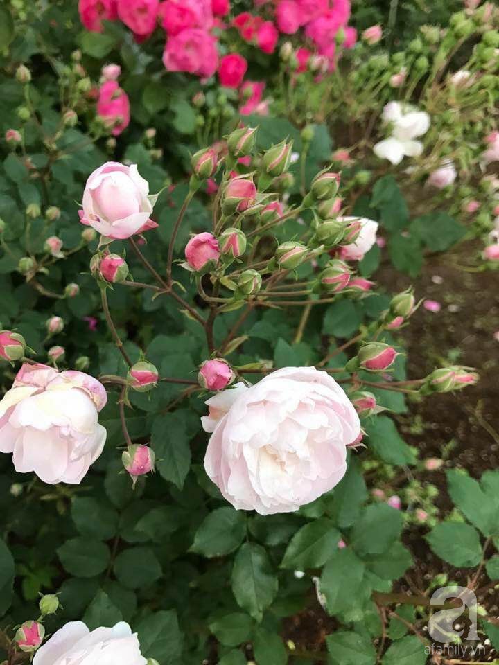 Bức tường hoa hồng đẹp như mơ trong sân vườn vỏn vẹn 6m² của người phụ nữ bỏ ra 5 năm miệt mài chăm sóc - Ảnh 11.