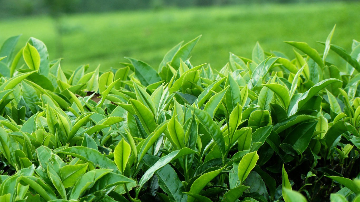 Dùng lá tắm thổi bay rôm sảy cho bé trong ngày nắng nóng và những lưu ý sống còn mẹ nên biết - Ảnh 4.