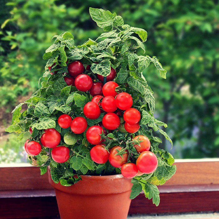 12 gạch đầu dòng cơ bản giúp bạn trồng cà chua trong vườn nhà vừa ngon, sạch lại năng suất - Ảnh 1.