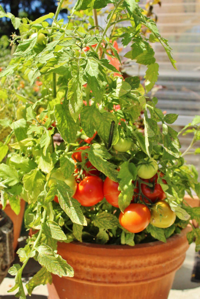 12 gạch đầu dòng cơ bản giúp bạn trồng cà chua trong vườn nhà vừa ngon, sạch lại năng suất - Ảnh 5.