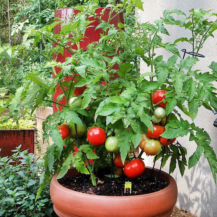 12 gạch đầu dòng cơ bản giúp bạn trồng cà chua trong vườn nhà vừa ngon, sạch lại năng suất - Ảnh 7.