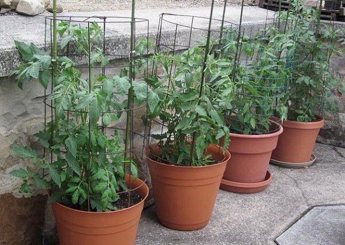 12 gạch đầu dòng cơ bản giúp bạn trồng cà chua trong vườn nhà vừa ngon, sạch lại năng suất - Ảnh 9.