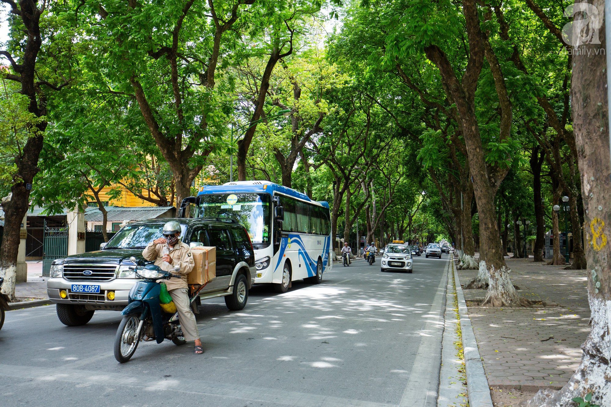 Những con đường rợp bóng cây - khoảng xanh mát dịu giữa chảo lửa Hà Nội - Ảnh 4.