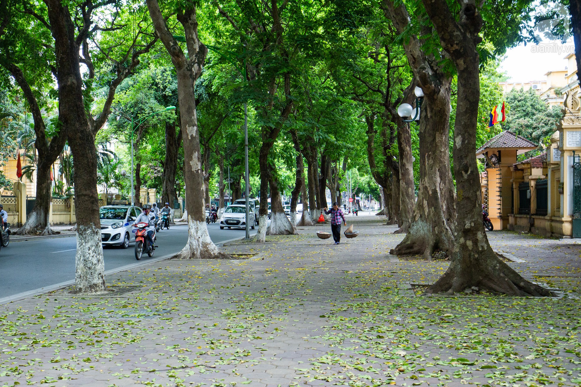Hãy ngắm nhìn bức ảnh về cây xanh cổ thụ, mang lại sự mát mẻ giữa đô thị ồn ào. Sắc xanh của lá cây vô cùng bừng sáng trên nền xám trầm của thành phố. Đây chắc chắn là một hình ảnh đẹp và ý nghĩa mà bạn không thể bỏ lỡ.