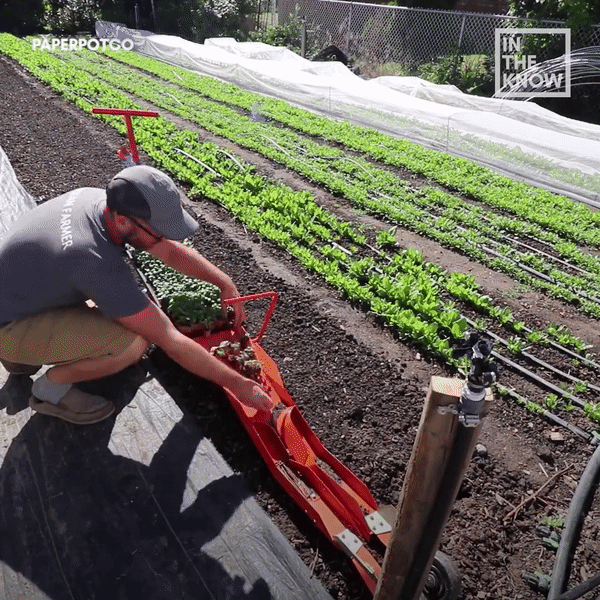 Nhờ những chiếc máy trồng và thu hoạch rau siêu nhanh kiểu này, công cuộc làm vườn sẽ trở nên nhàn nhã đến không ngờ - Ảnh 4.
