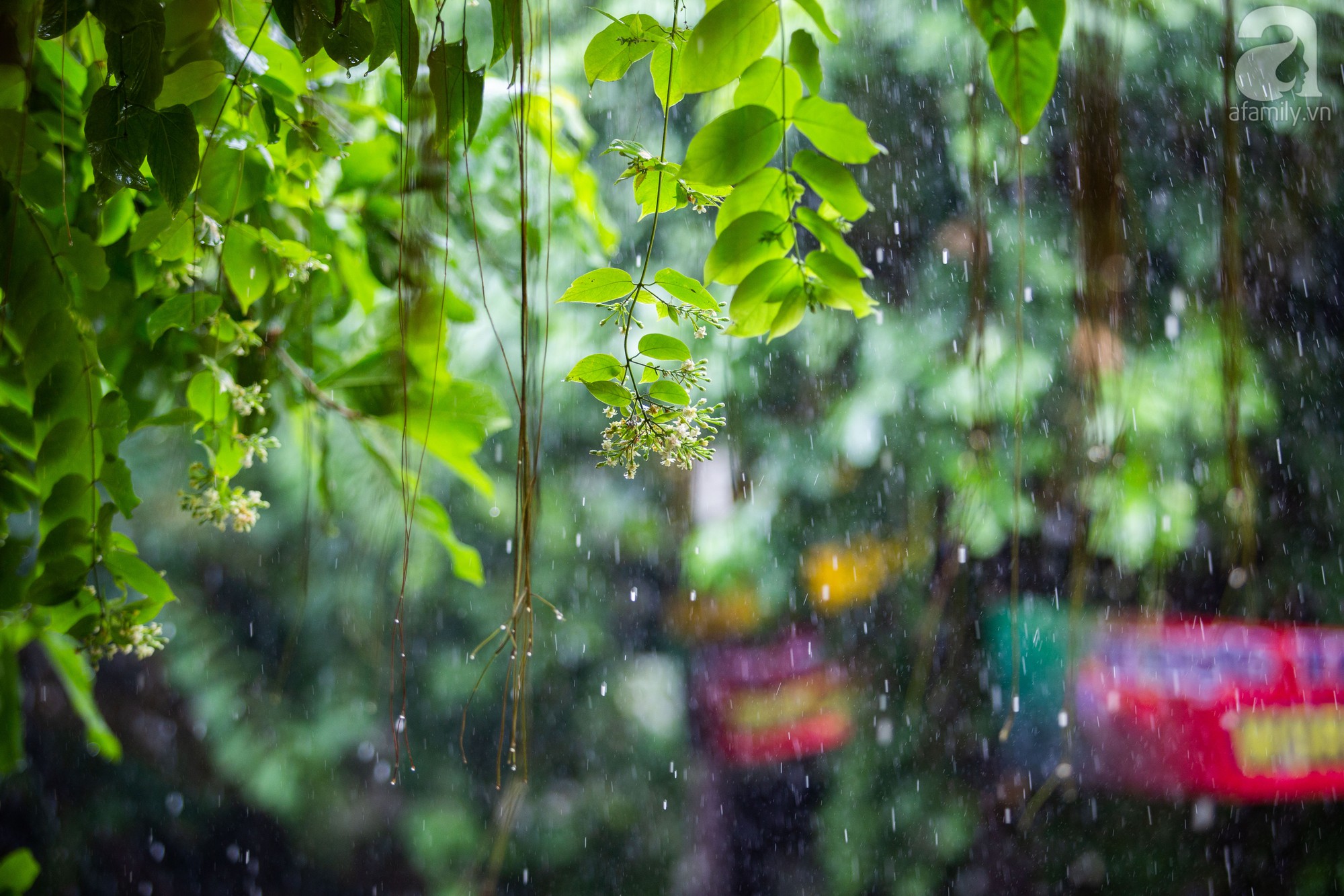 Người dân Hà Nội vui mừng đón cơn mưa sau những chuỗi ngày nắng nóng vật vã - Ảnh 11.