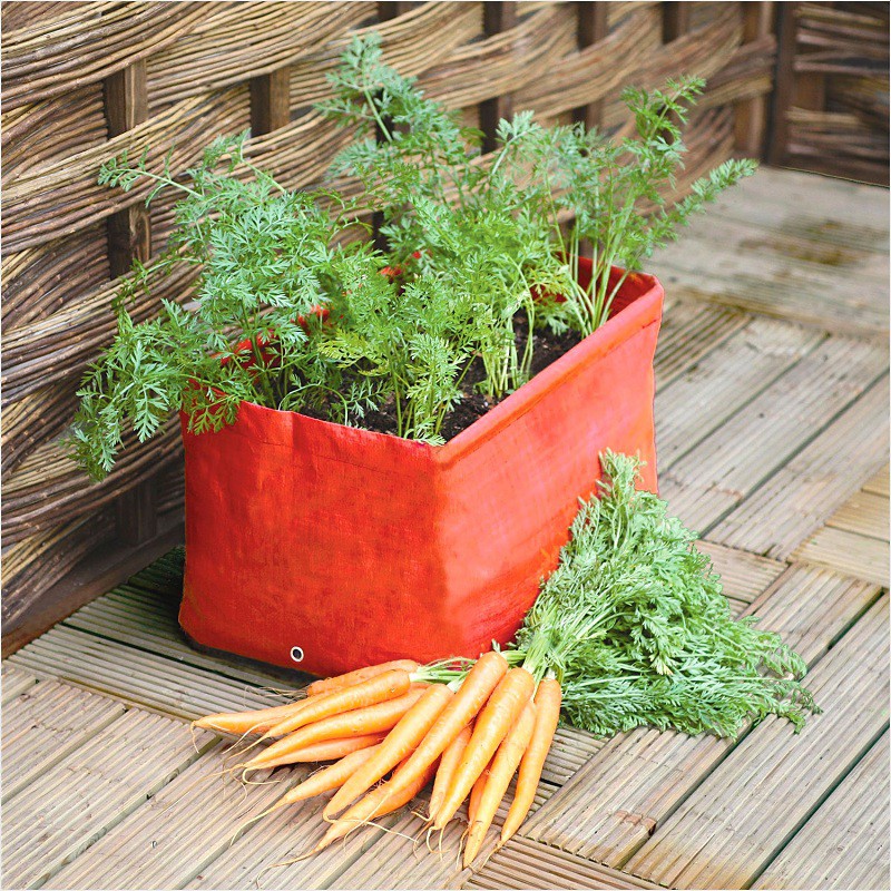 Cách trồng cà rốt tại nhà cực đơn giản, mùa nào cũng có cà rốt sạch để ăn - Ảnh 3.