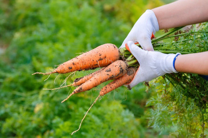 Cách trồng cà rốt tại nhà cực đơn giản, mùa nào cũng có cà rốt sạch để ăn - Ảnh 4.