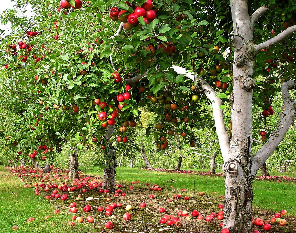 Ghé thăm vườn táo gần 300 tuổi đẹp như ở xứ sở thiên đường - Ảnh 9.
