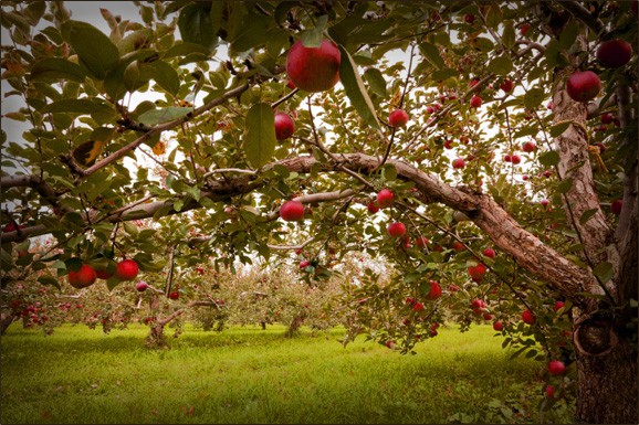 Ghé thăm vườn táo gần 300 tuổi đẹp như ở xứ sở thiên đường - Ảnh 7.