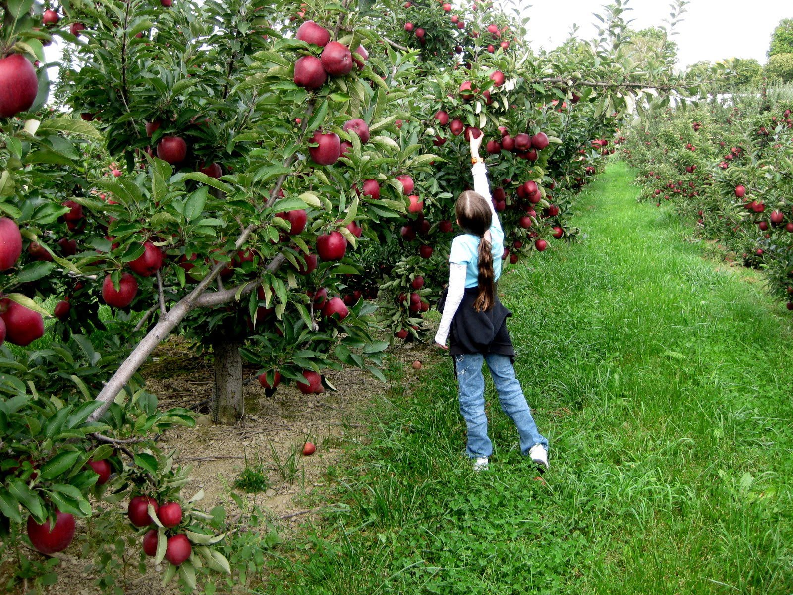 Ghé thăm vườn táo gần 300 tuổi đẹp như ở xứ sở thiên đường - Ảnh 19.