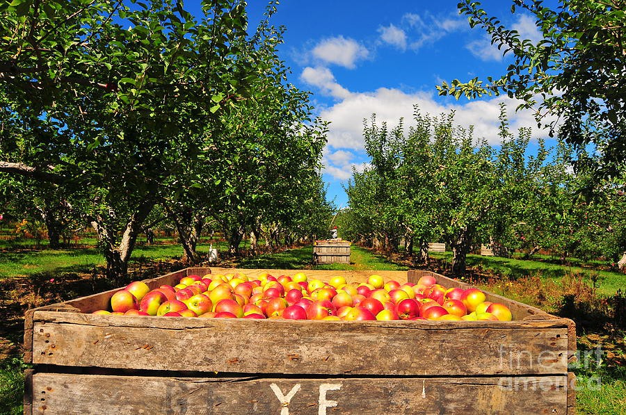 Ghé thăm vườn táo gần 300 tuổi đẹp như ở xứ sở thiên đường - Ảnh 6.