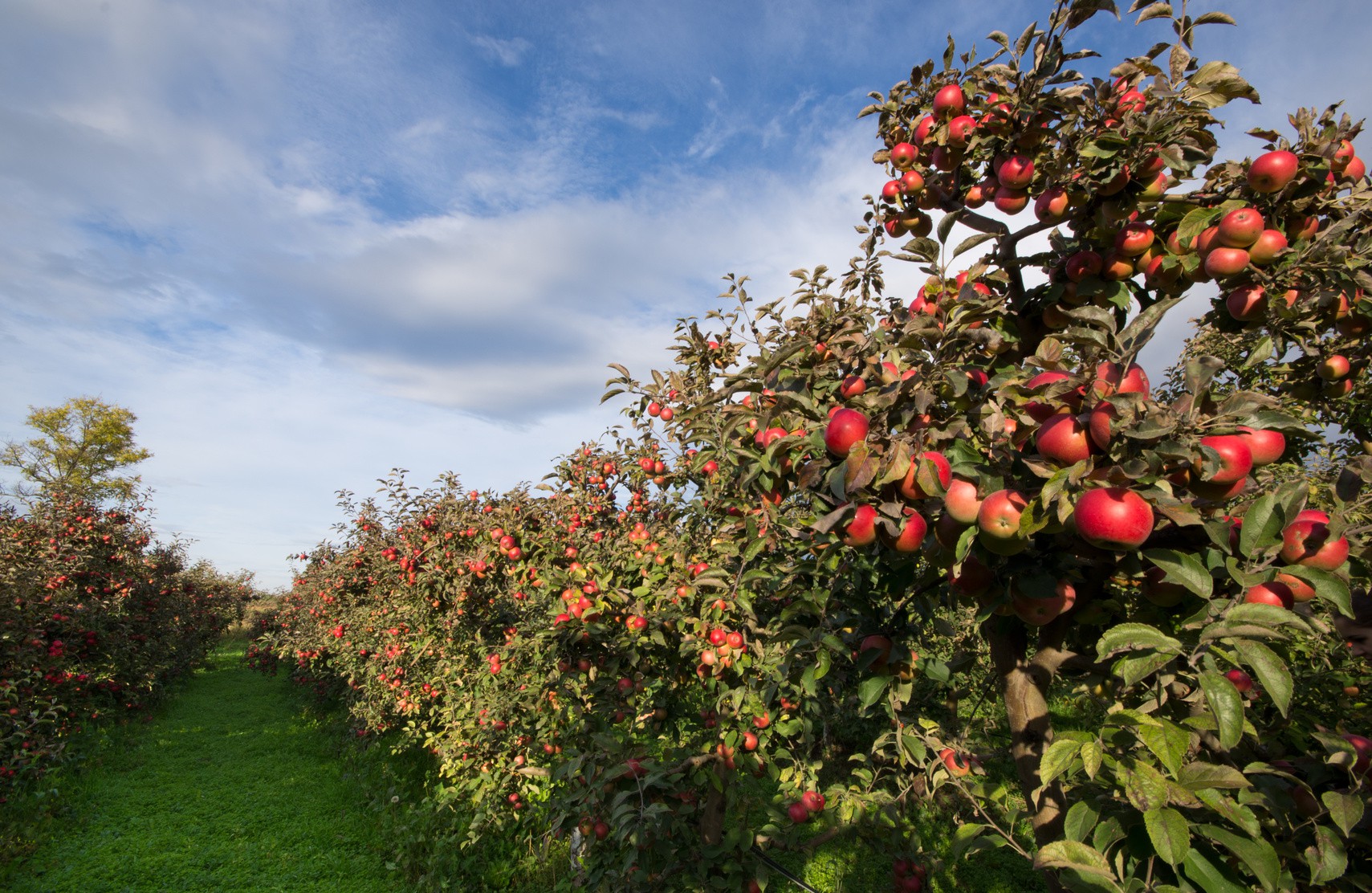 Ghé thăm vườn táo gần 300 tuổi đẹp như ở xứ sở thiên đường - Ảnh 5.