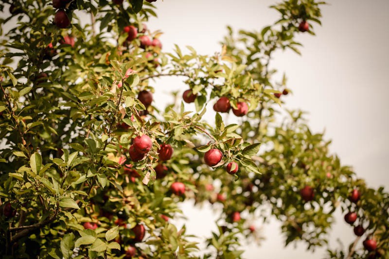 Ghé thăm vườn táo gần 300 tuổi đẹp như ở xứ sở thiên đường - Ảnh 2.