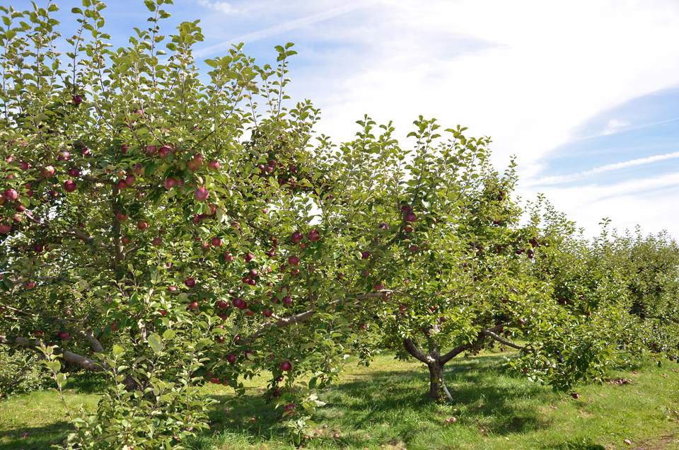 Ghé thăm vườn táo gần 300 tuổi đẹp như ở xứ sở thiên đường - Ảnh 15.