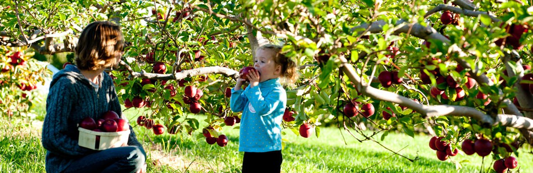 Ghé thăm vườn táo gần 300 tuổi đẹp như ở xứ sở thiên đường - Ảnh 13.