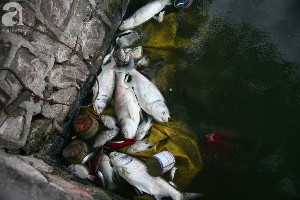 Hà Nội: Người dân hốt hoảng vì hồ Tây cá lại chết nổi trắng góc hồ sau 1 đêm - Ảnh 14.