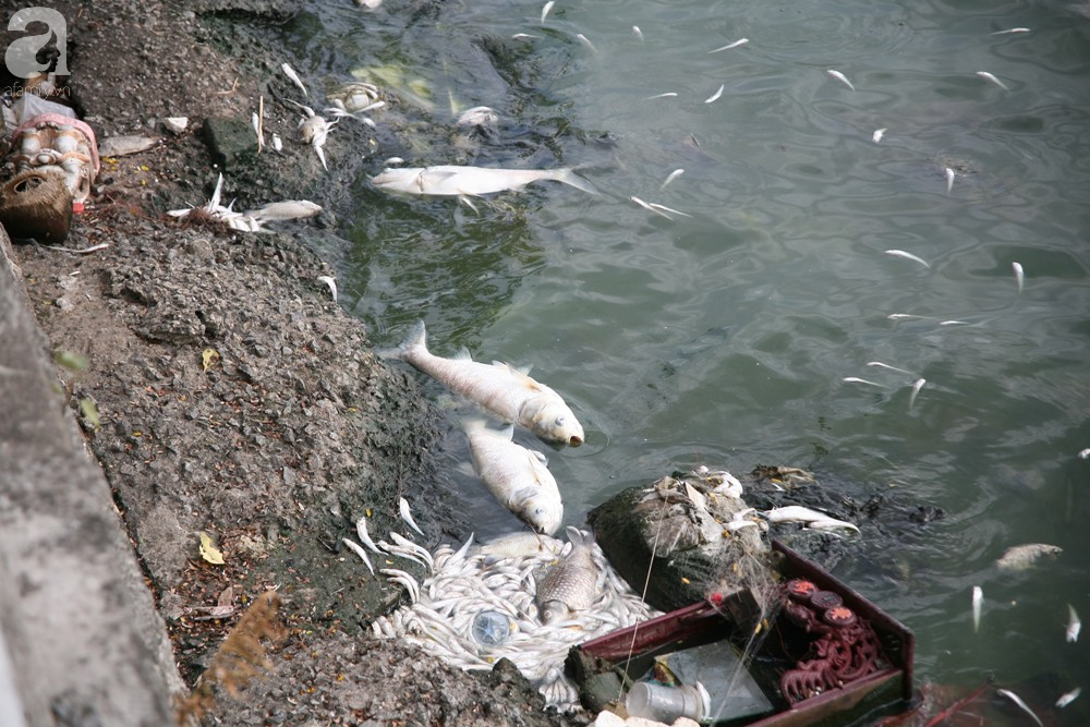 Hà Nội: Người dân hốt hoảng vì hồ Tây cá lại chết nổi trắng góc hồ sau 1 đêm - Ảnh 3.