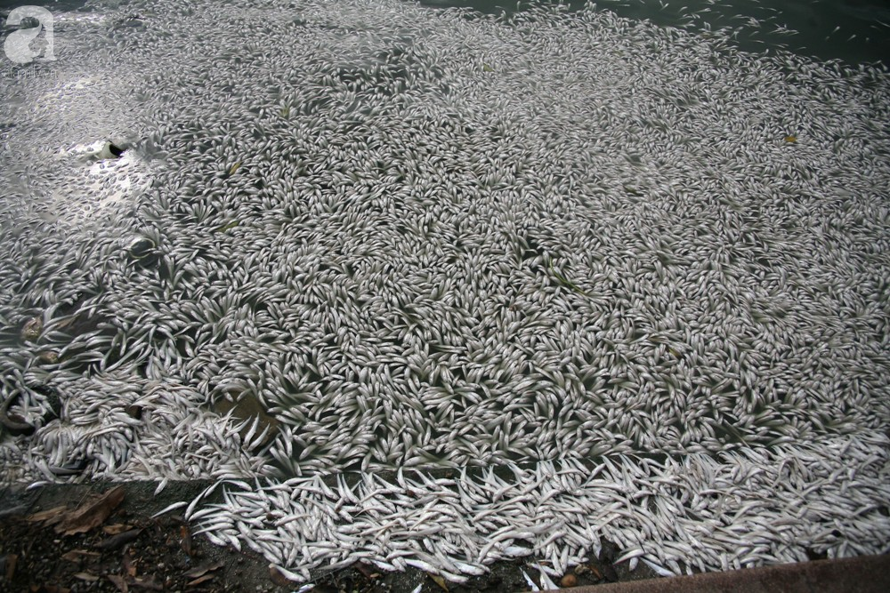 Hà Nội: Người dân hốt hoảng vì hồ Tây cá lại chết nổi trắng góc hồ sau 1 đêm - Ảnh 6.