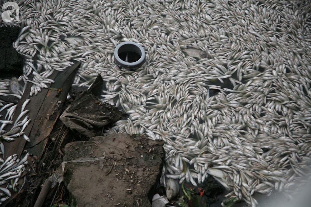 Hà Nội: Người dân hốt hoảng vì hồ Tây cá lại chết nổi trắng góc hồ sau 1 đêm - Ảnh 13.