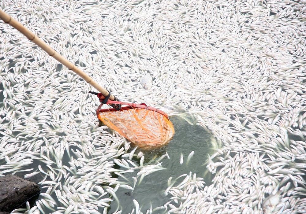 Hà Nội: Hơn 20 tấn cá chết tại hồ Tây được thu gom đưa đi xử lý tại bãi rác Nam Sơn - Ảnh 2.