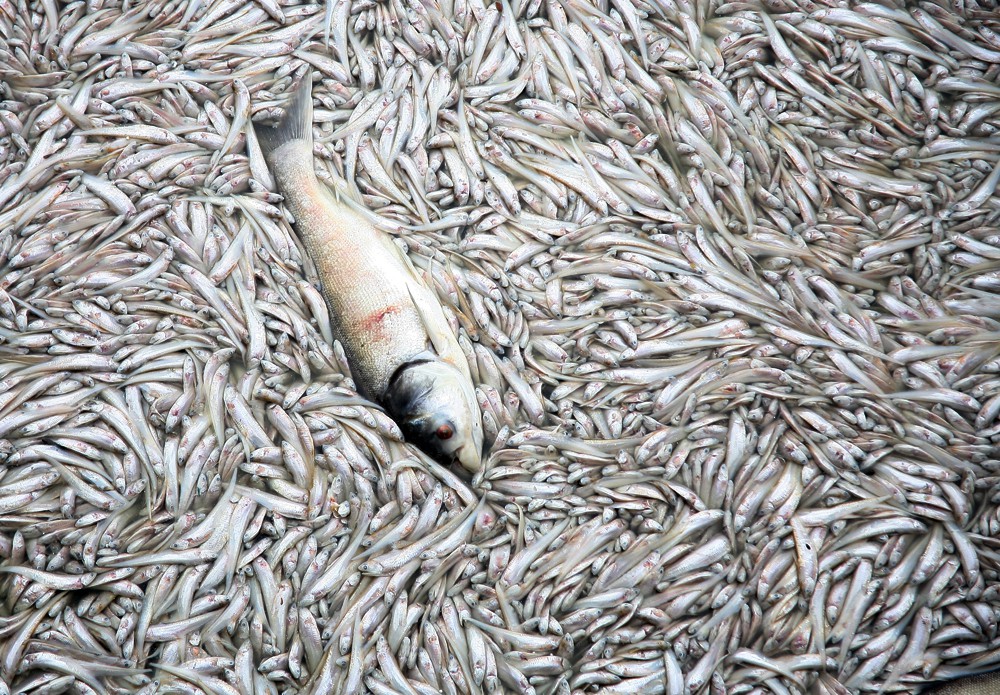 Hà Nội: Hơn 20 tấn cá chết tại hồ Tây được thu gom đưa đi xử lý tại bãi rác Nam Sơn - Ảnh 1.