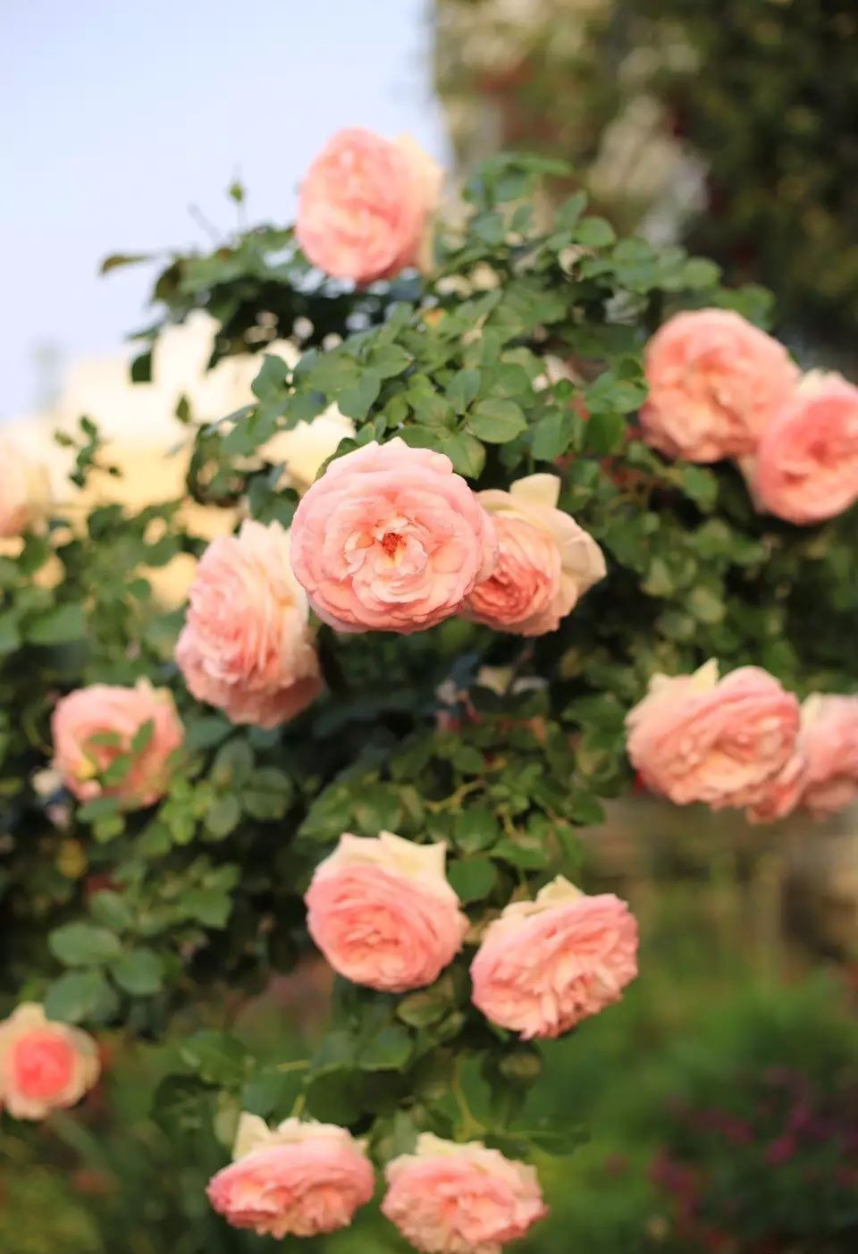 Ngôi nhà tràn ngập sắc hoa hồng ở thị trấn nhỏ của cô gái dành cả thanh xuân chỉ để trồng hoa làm đẹp nhà - Ảnh 16.