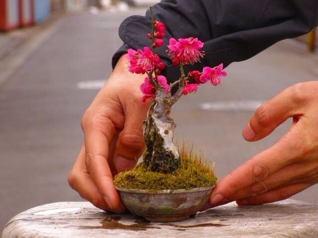 15 chậu hoa bonsai mini siêu đẹp để trang trí nhà dịp Tết