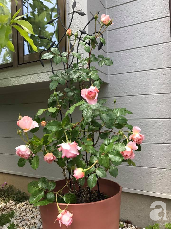 Mảnh vườn nhỏ chỉ vỏn vẹn 10m² nhưng có đến hàng trăm chậu hồng, chậu nào cũng ra hoa đẹp ngỡ ngàng của mẹ Việt ở Nhật - Ảnh 15.