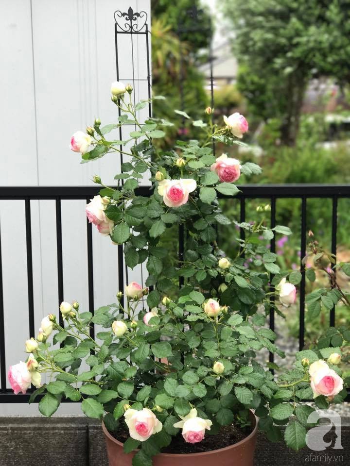 Mảnh vườn nhỏ chỉ vỏn vẹn 10m² nhưng có đến hàng trăm chậu hồng, chậu nào cũng ra hoa đẹp ngỡ ngàng của mẹ Việt ở Nhật - Ảnh 14.