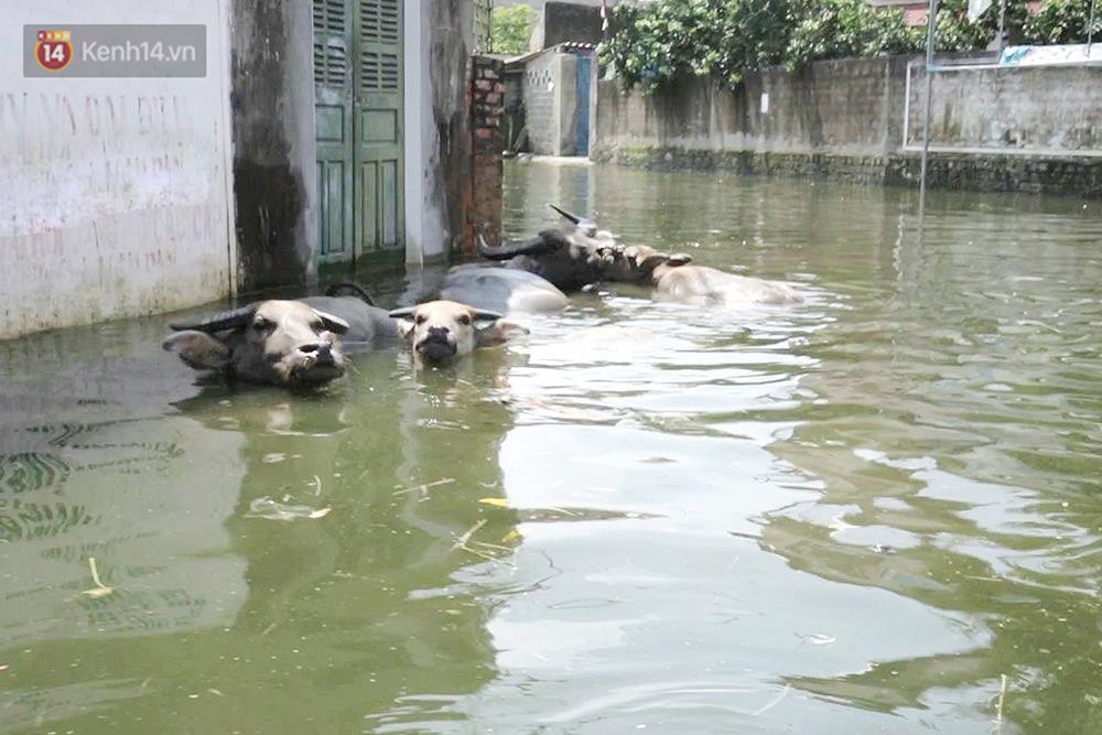 Những ngày lênh đênh ở Chương Mỹ: Trâu bò lặn ngụp, vịt trèo lên những mái nhà khi nước dâng đến tận nóc - Ảnh 3.