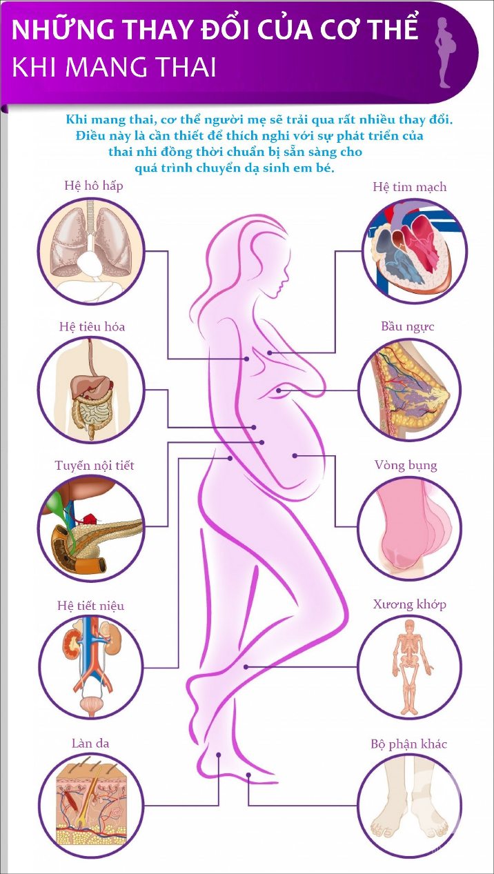 Thật khó tin, nhưng những thứ này trong cơ thể mẹ bầu cũng bị dịch chuyển khi mang thai - Ảnh 1.