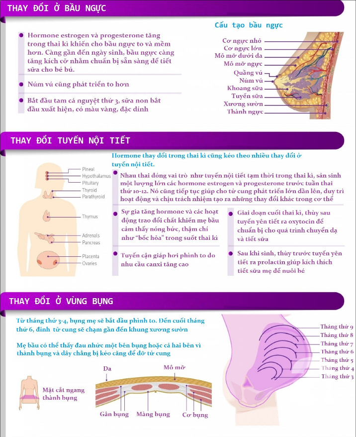 Thật khó tin, nhưng những thứ này trong cơ thể mẹ bầu cũng bị dịch chuyển khi mang thai - Ảnh 3.