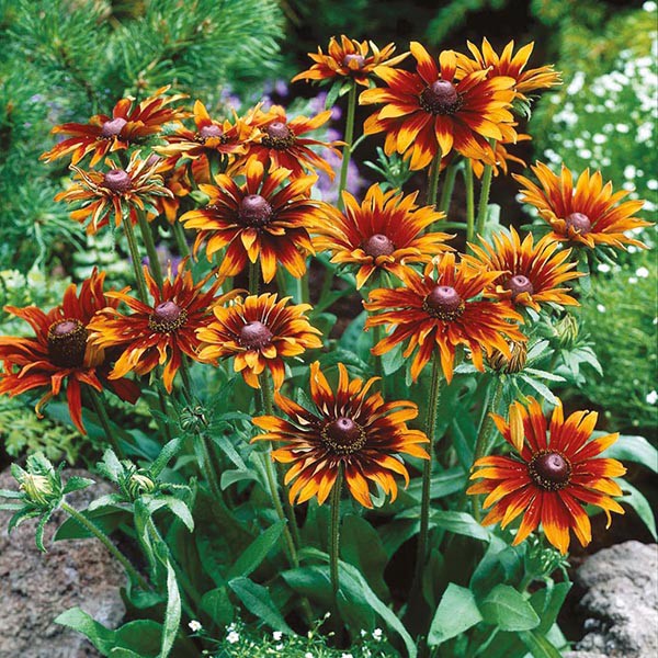 13 loại hoa xứng đáng mọc trong khu vườn nhà bạn trong mùa thu này   - Ảnh 2.