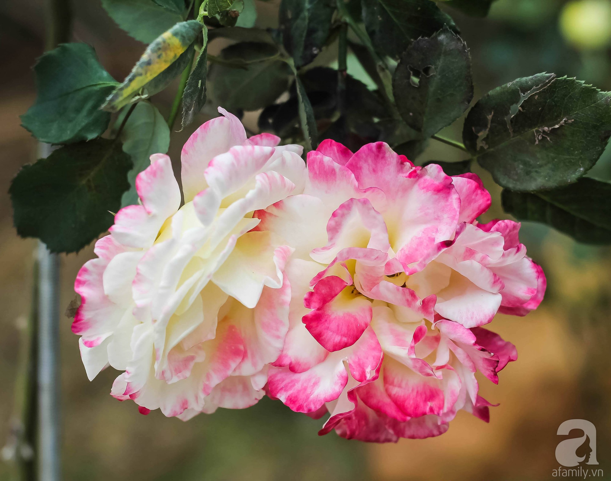 Khu vườn 600m² đẹp lãng mạn và rực rỡ hoa hồng của cô giáo dạy Văn ở Đà Lạt - Ảnh 8.