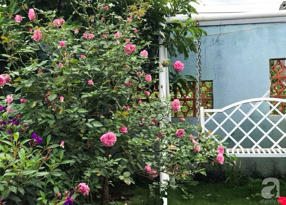 Khu vườn 600m² đẹp lãng mạn và rực rỡ hoa hồng của cô giáo dạy Văn ở Đà Lạt - Ảnh 1.