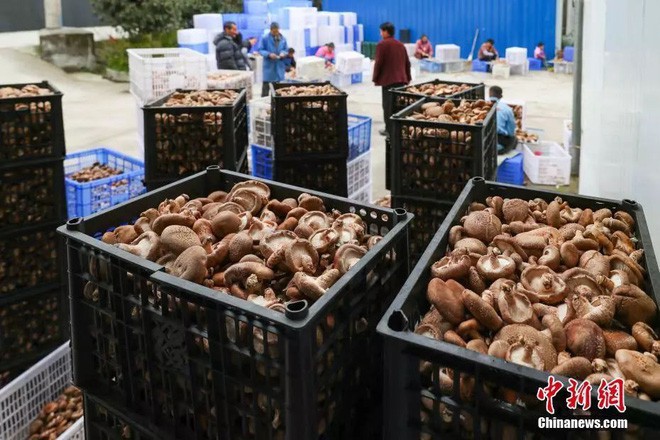 Nguyên tắc dinh dưỡng ăn ít 3 trắng, ăn nhiều 3 đen ai cũng cần biết để luôn khoẻ mạnh - Ảnh 4.