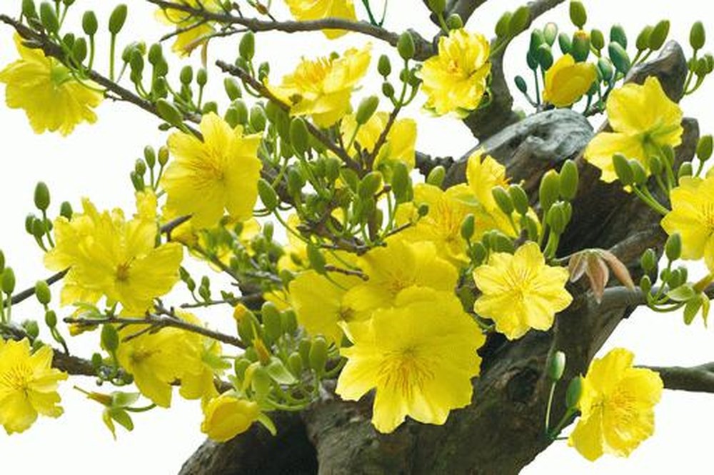 Top 5 loài hoa có ý nghĩa vô cùng đẹp và cách trồng cũng vô cùng dễ điểm tô ngôi nhà của bạn - Ảnh 5.