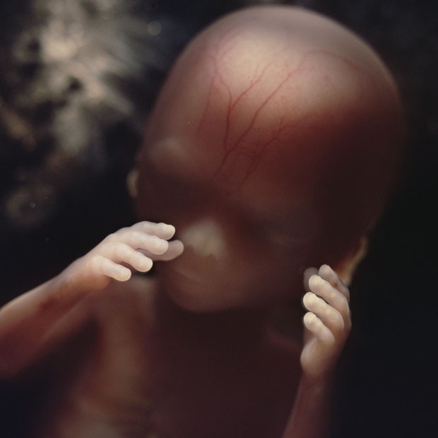 Những bức hình quý giá mô phỏng thai nhi phát triển trong bụng mẹ như một mầm sống kì diệu - Ảnh 18.