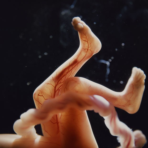 Những bức hình quý giá mô phỏng thai nhi phát triển trong bụng mẹ như một mầm sống kì diệu - Ảnh 19.