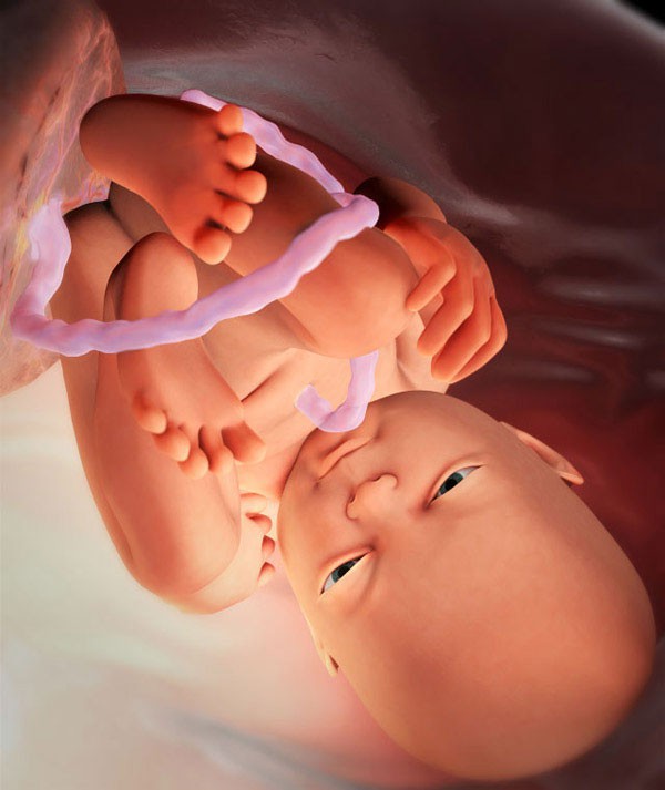 Những bức hình quý giá mô phỏng thai nhi phát triển trong bụng mẹ như một mầm sống kì diệu - Ảnh 22.