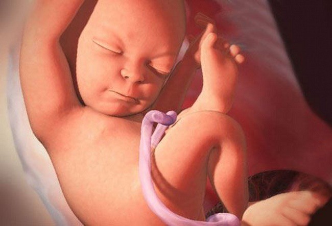 Những bức hình quý giá mô phỏng thai nhi phát triển trong bụng mẹ như một mầm sống kì diệu - Ảnh 23.
