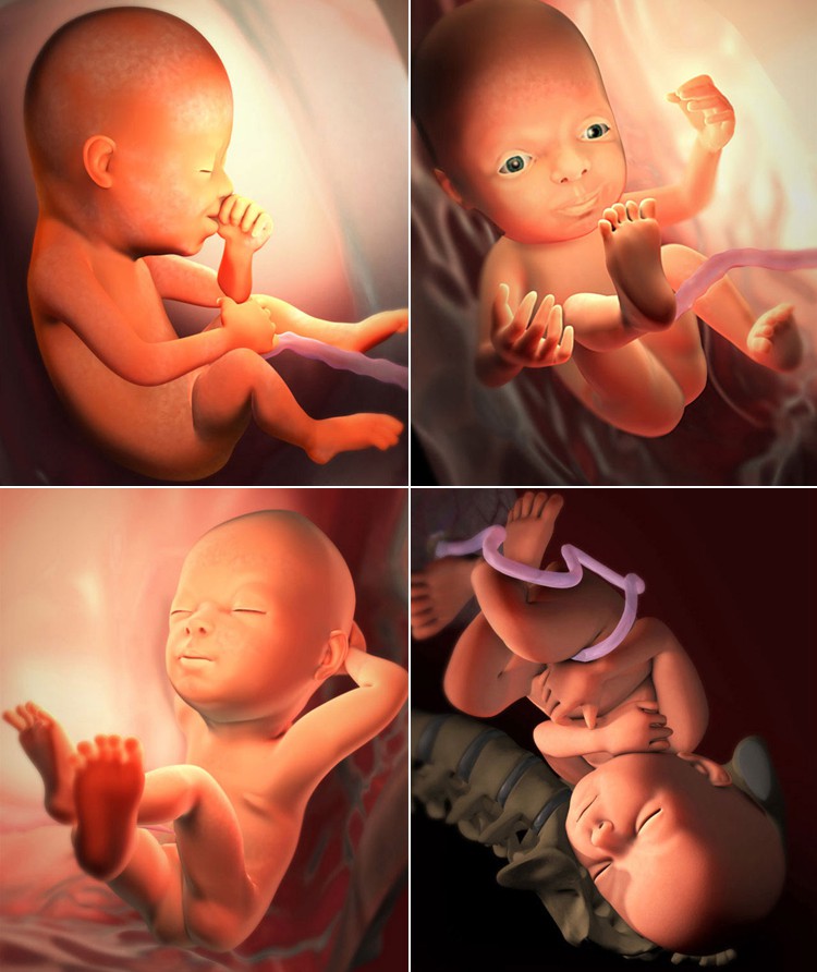 Những bức hình quý giá mô phỏng thai nhi phát triển trong bụng mẹ như một mầm sống kì diệu - Ảnh 25.