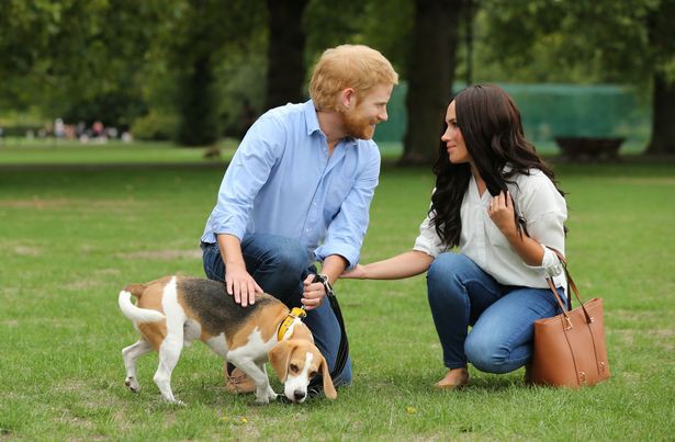 Người hâm mộ thích thú khi nhìn thấy Hoàng tử Harry và Meghan dắt thú cưng đi dạo trong công viên, đến tận nơi mới giật mình - Ảnh 8.