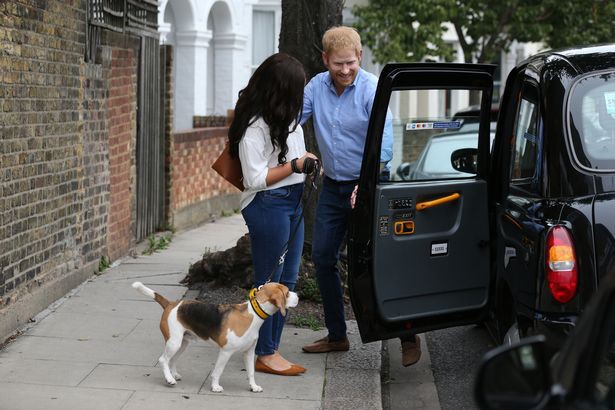 Người hâm mộ thích thú khi nhìn thấy Hoàng tử Harry và Meghan dắt thú cưng đi dạo trong công viên, đến tận nơi mới giật mình - Ảnh 5.