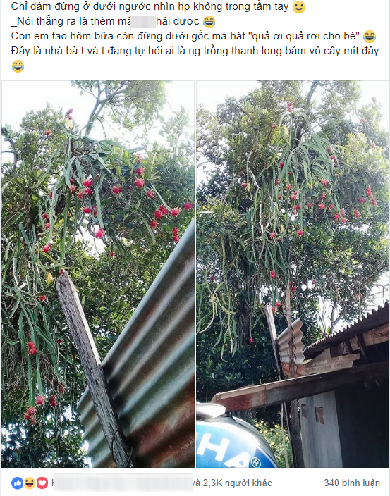 Nhìn chùm thanh long sai trĩu trịt nhưng mọc lơ lửng giữa không trung, dân mạng nhao nhao hiến kế - Ảnh 1. Nhìn chùm thanh long sai trĩu trịt nhưng mọc lơ lửng giữa không trung, dân mạng nhao nhao hiến kế - Ảnh 1.