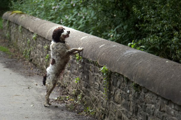 Giải mã bí ẩn cây cầu khiến hàng trăm con chó tự tử hàng loạt tại Scotland - Ảnh 5.
