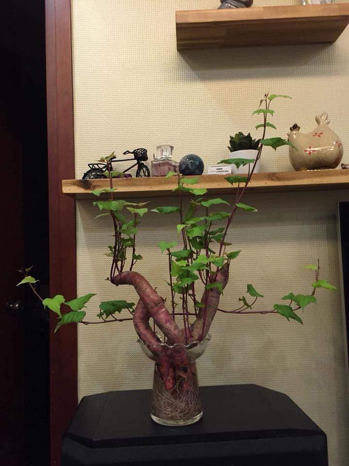 Khi bạn đam mê bonsai nhưng kinh tế và thời gian eo hẹp thì trồng khoai là lựa chọn không tồi - Ảnh 2.