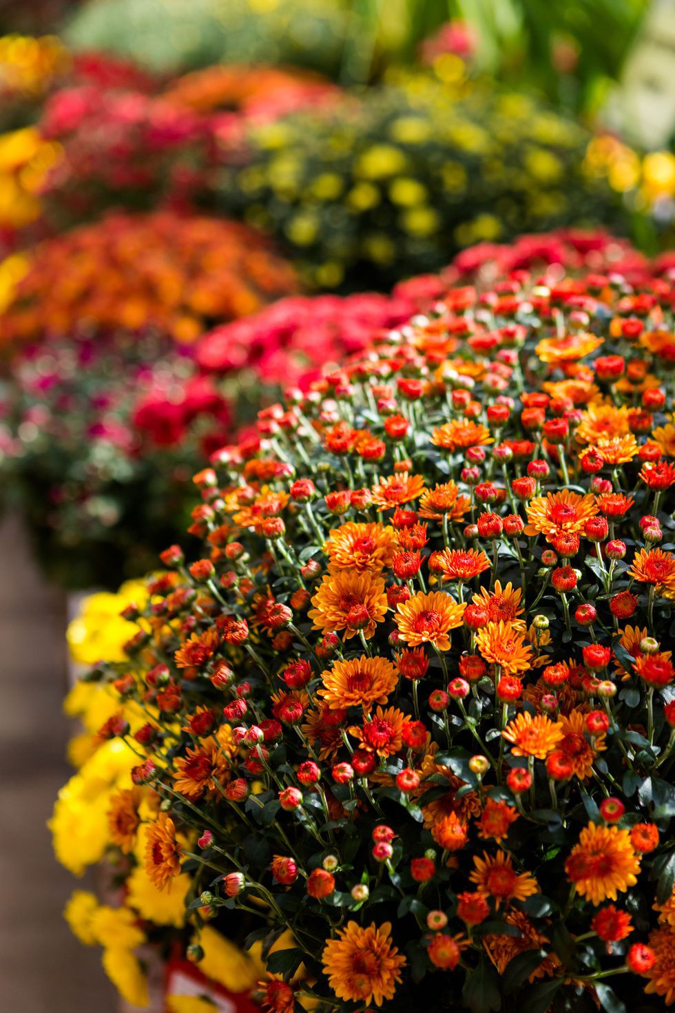 13 loại hoa xứng đáng mọc trong khu vườn nhà bạn trong mùa thu này   - Ảnh 1.